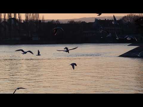 Möwen am Bodensee Konstanz 12. Januar 2022