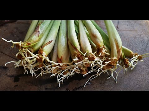 How to grow Lemongrass from cutting