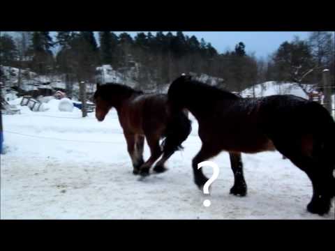 De gale har det godt