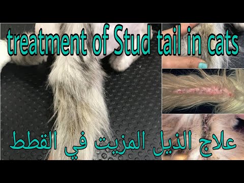 علاج دهون الذيل ( الذيل المزيت) في القطط..treatment of stud tail in cat .supra caudal hyperplasia.