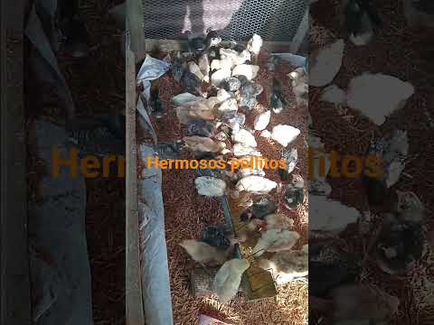 bonitos pollitos en venta en aldea nueva providencia ixcan Quiché
