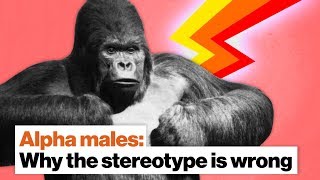 Why the 'alpha male' stereotype is wrong | Frans de Waal