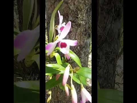 Sítio São Cristóvão Argirita MG