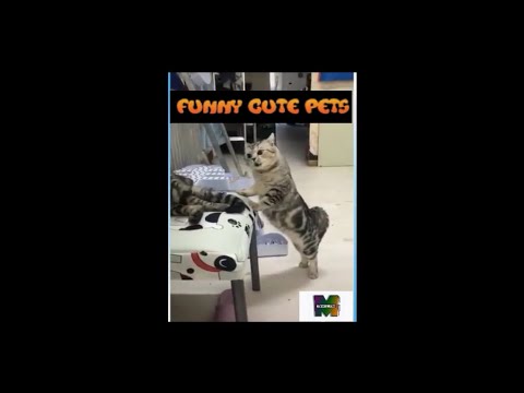 Funny Cute Pets-My Life By-Akila-Funny Cracks # 1