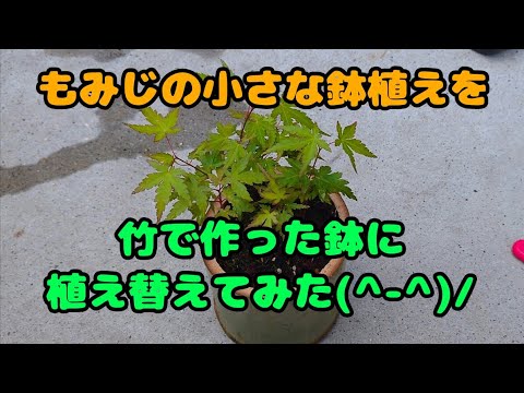 矮性竹の地上栽培 シバテア クマサカ