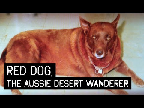 Red Dog, the Aussie Desert Wanderer