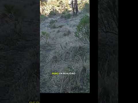 Las cumbres de San Fancisco El Alto #totonicapan #Guatemala  #centroamerica #mispensamientos #frases