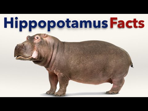 download lagu mp3 mp4 What Do Hippos Eat, download lagu What Do Hippos Eat gratis, unduh video klip What Do Hippos Eat