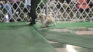 Peluito Havanese - Ch Peluito's Guarachero De Oriente