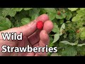 Why I Love Wild Strawberries Alpine Strawberries