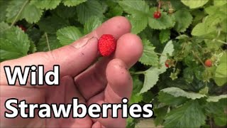 Why I Love Wild Strawberries / Alpine Strawberries