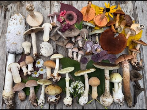 PilzCoachBadenweiler - Große Tour Mitte Oktober im Südschwarzwald