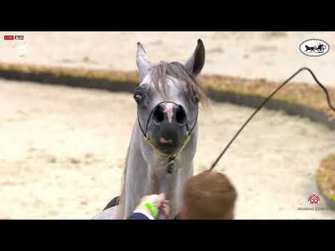 N 162 AL ARYAM SHKLAAN   Dubai International Arabian Horse Championship 2021   Colts 3 Years Old Cla