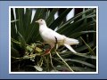 Paul Mauriat - Paloma blanca (1975) 