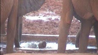 preview picture of video 'Baby elephant falls into waterhole, Kenya'