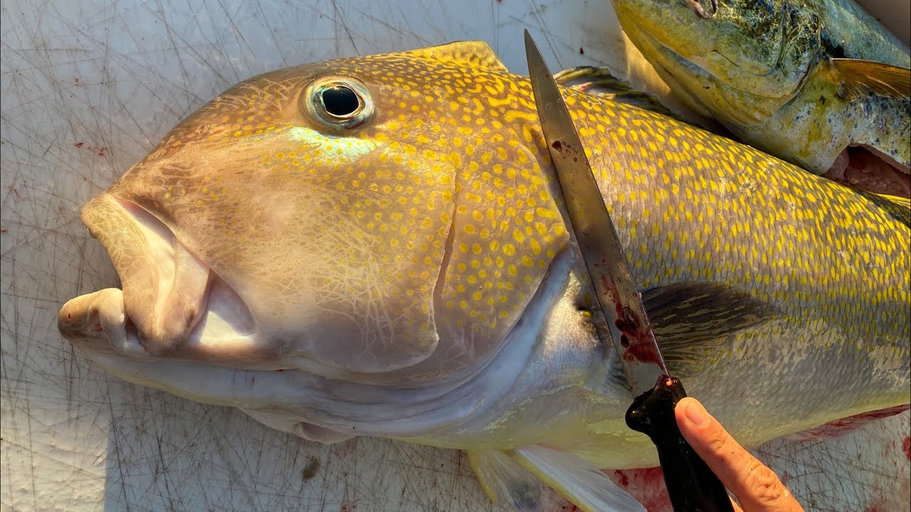 Cleaning GIANT Tilefish