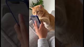 O GATO SÓ QUERIA UM CARINHO DA DONA #shorts