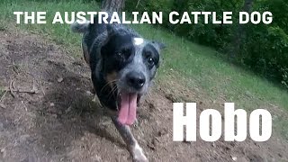 One day with Australian Cattle Dog Hobo