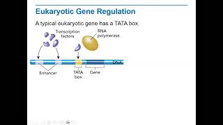 Biology Lecture 12 3D   Eukaryotic Gene Regulation
