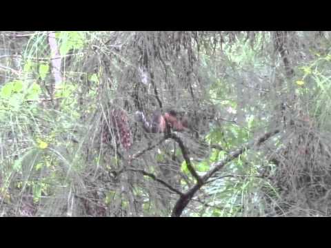 Variegated Squirrel in Panama