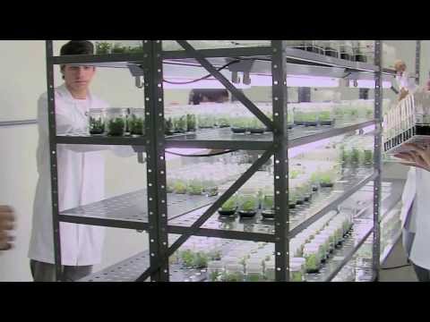 IF Goiano - Câmpus Iporá