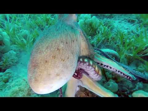 BEAUTY COME FROM RED SEA, Octopus crawling across the sand,  How octopus moving