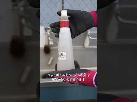 オーガニックガーデニング: 自然で地球に優しい自家製殺虫剤の 4 つのレシピ  庭園