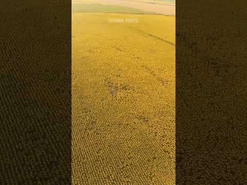 Campo en El Fortin 115has | En venta