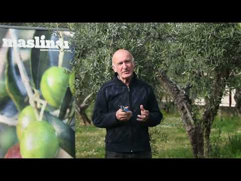 Rezidba maslina - Uvod u maslinarstvo