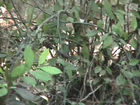 Nektárovka siparadža (Aethopyga siparaja) — správanie, biotop a hlas