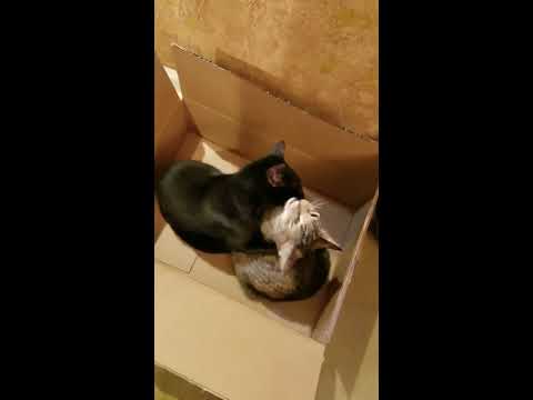 Neal and LeAnne... sweet rescues!