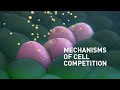 The Mechanisms Of Cell Competition MorenoLab Champalimaud Foundation
