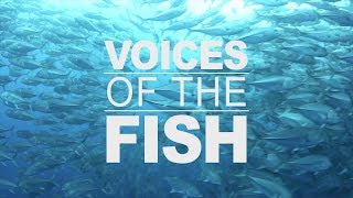 Voices of the Fish: Overview - 1 of 4
 