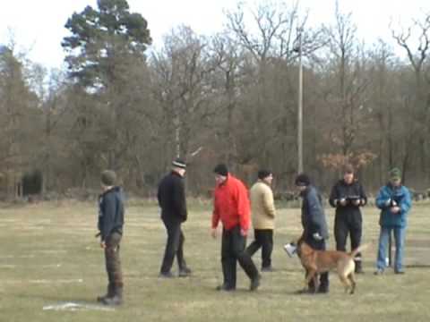 Malinois, Blackneck's A'coch 3år Elitklass skydd Kalmar