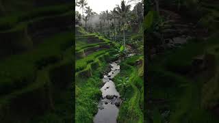 Download lagu 'Pagi yang Damai di Sawah Bertingkat: Sungai Jernih dan Alam yang Asri#shorts#vidio mp3 Download lagu 'Pagi yang Damai di Sawah Bertingkat: Sungai Jernih dan Alam yang Asri#shorts#vidio mp3