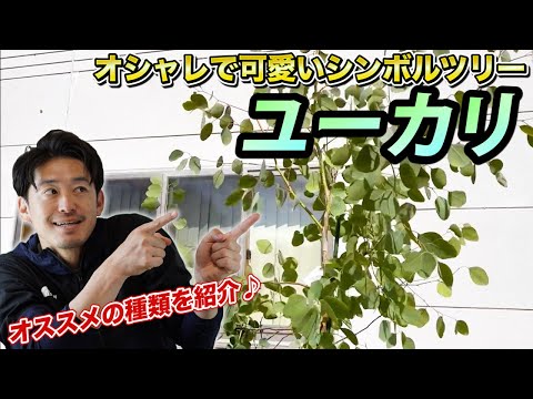 , title : 'お庭を劇的にオシャレにしてしまう魔法の木「ユーカリ」'