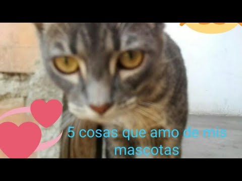 5 COSAS QUE AMO DE MI PERRO Y GATA.😺🐶