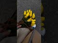 Tumhare Saare Mausam Haan Hum Bahaar Karte WhatsApp Status Lofi Slowed Song Status Shorts