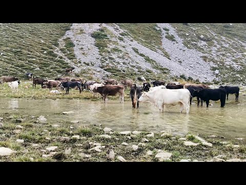 LAGO BRANCHINO con VACCHE AL PASCOLO