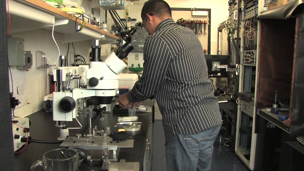 Graduate studies in Neuroscience