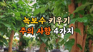 녹보수 키우기! 주의사항 4가지!! #엉클플랜트 #식물키우기 #녹보수키우기