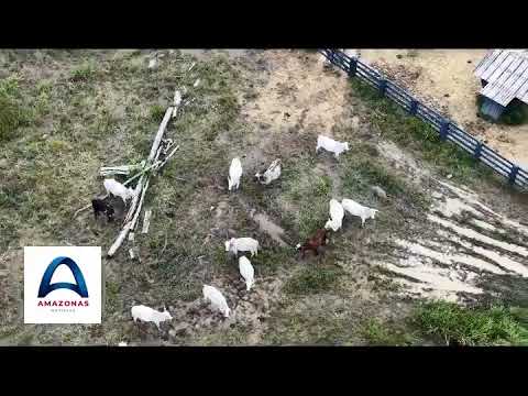 🌳 TOLERÂNCIA ZERO AO DESMATAMENTO: R$ 585 MIL EM MULTAS EM HUMAITÁ