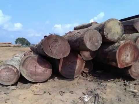 PROPOSAL OF KOSSIPO LOGS (LOG LIST AND PHOTOS)