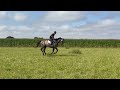 Mustang de Vima - Hongre de 4 ans