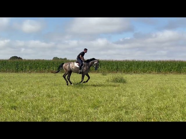 Mustang de Vima - Hongre de 4 ans