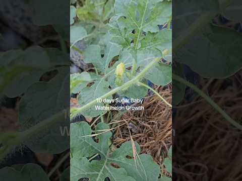 10 Day Sugar Baby Watermelon Growth | #timelapse #watermelon #garden