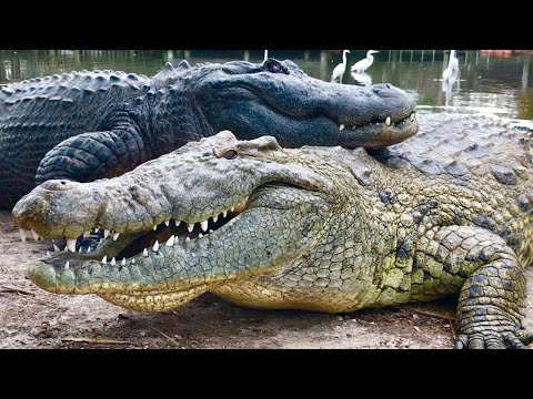 Jak rozeznat krokodýla od aligátora