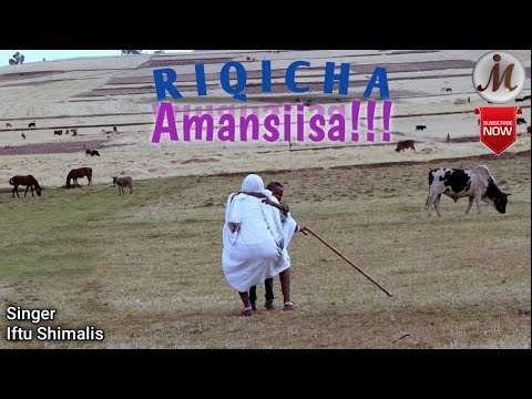 Riqicha Amansiisaa - Iftu Shimalis