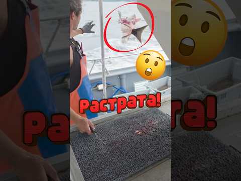 🐟 Почему часть рыбы выбрасывают? #рыбалка #рыба #океан
