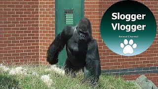Big Silverback Gorillas Shows Everyone Who's Boss